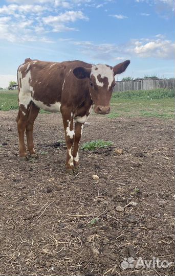 Телочка 6 месяцев