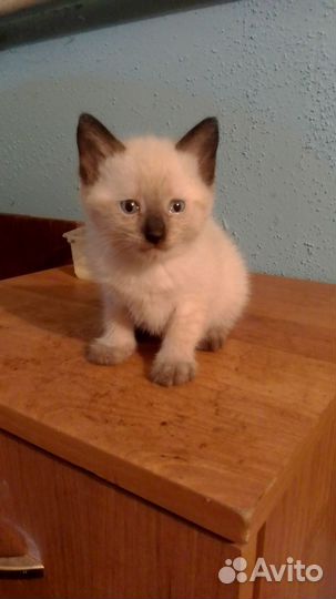 Сиамские котята