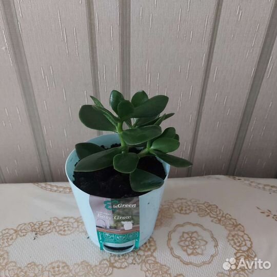 Комнатные цветы