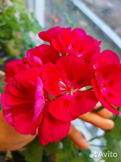 Пеларгония