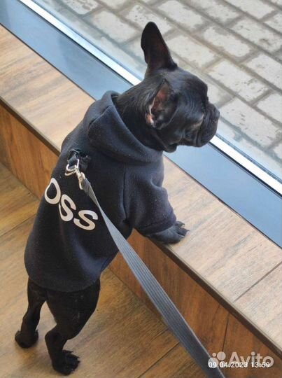 Толстовка на собачку