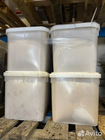 Мед Донник свежий оптом