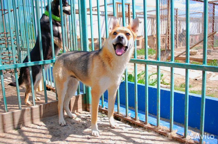 Молодой кобель в добрые руки