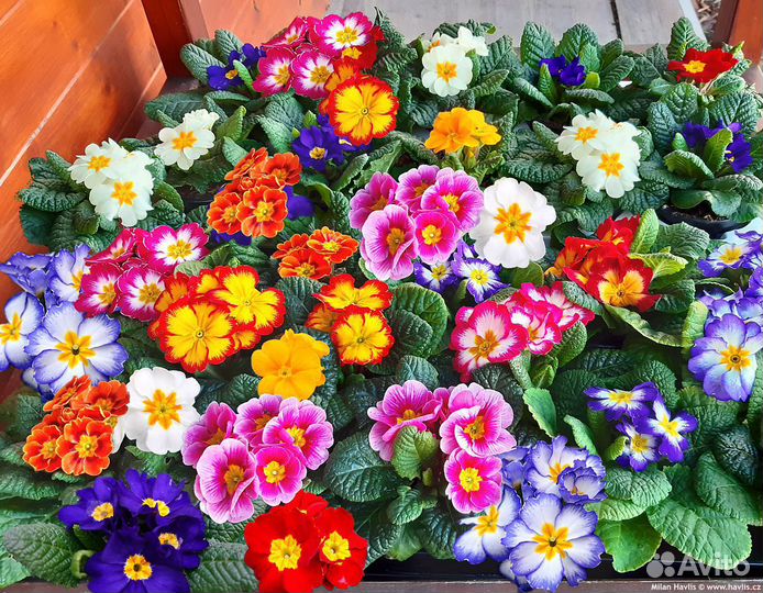 Семена примулы Бесплатная доставка