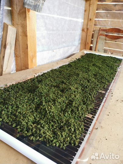 Иван чай ферментированный гранулированный