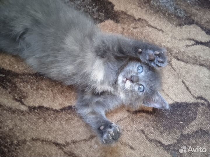 Отдам в добрые руки котенка девочку