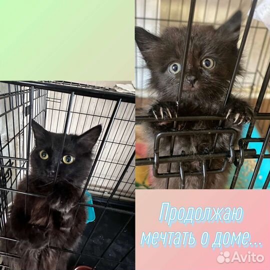 Молодой кот