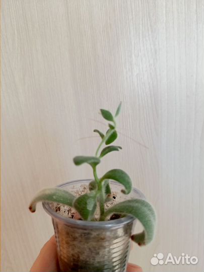 Каланхоэ войлочное