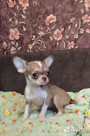 Мини,именно мини, девочка чи