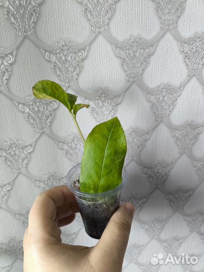 Замиокулькас вариегатный