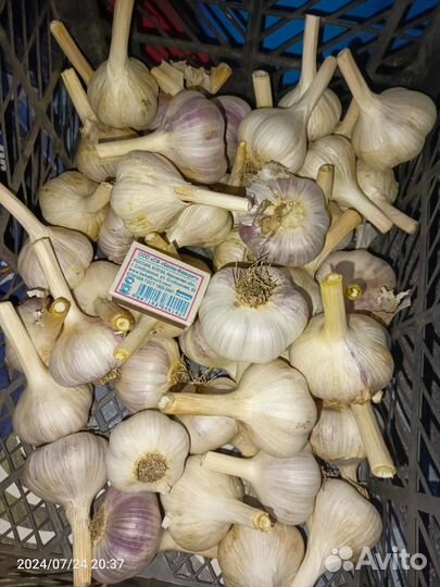 Чеснок сортовой на посадку и еду