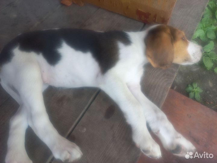 Щенки русской пегой гончей