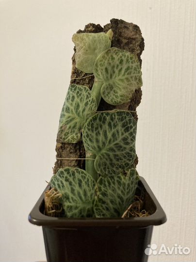 Рафидофора