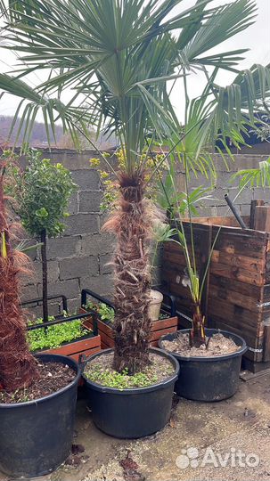 Пальма трахикарпус