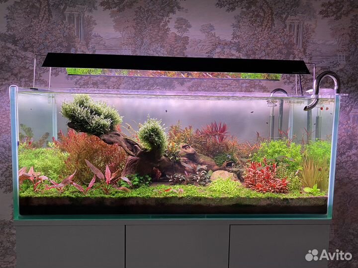 Аквариумные растения (прополка)