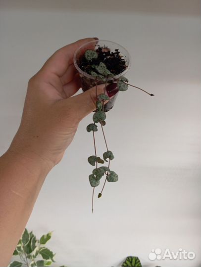 Циропегия вуда