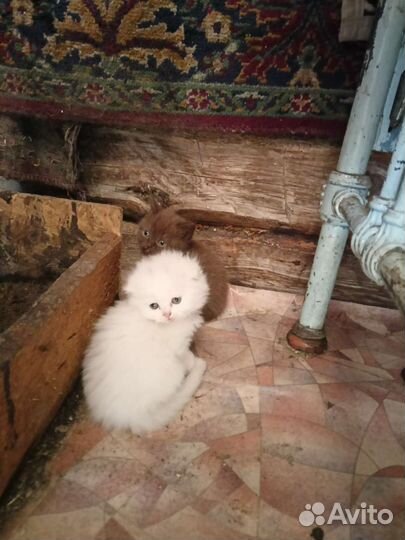 Кошки шотландцы