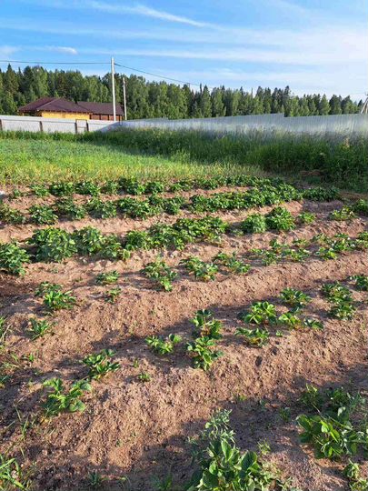 Участок 15 сот. (ИЖС)