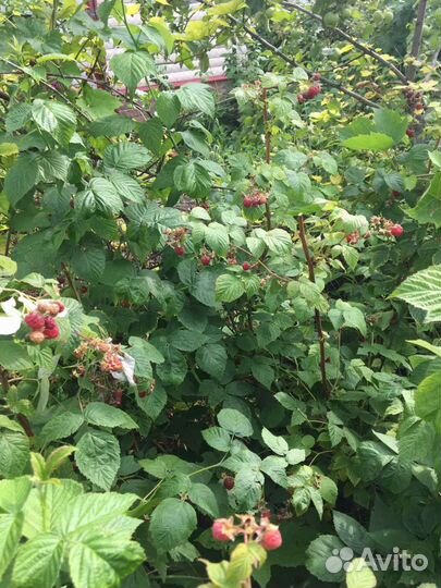 Саженцы малины ремонтантная 5 сортов