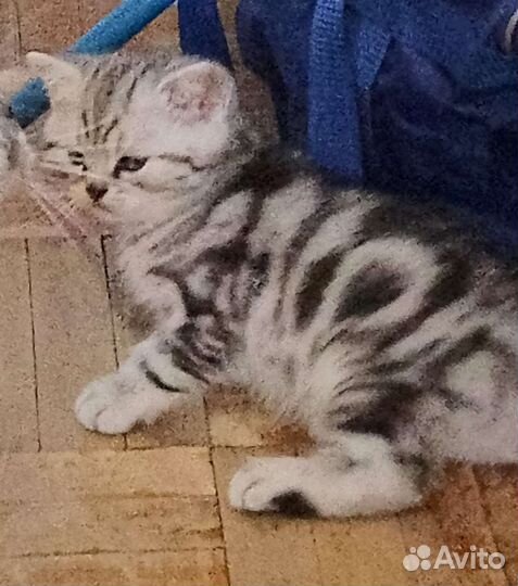 Шотландский котик