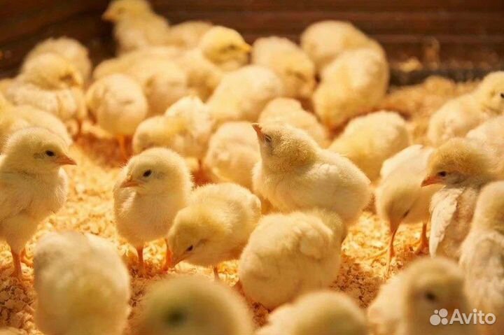 Куры бройлеры