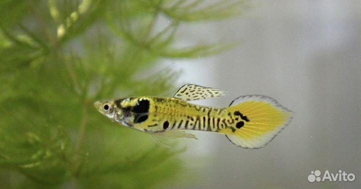 Гуппи Эндлера Тигры