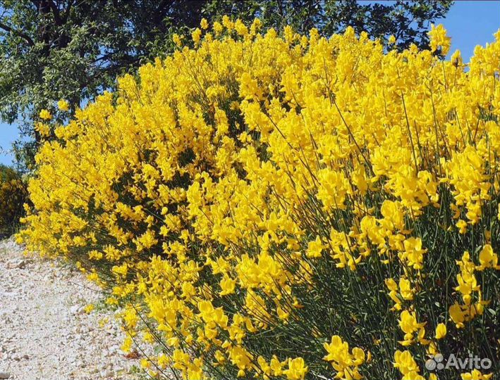 Дрок кровожадный