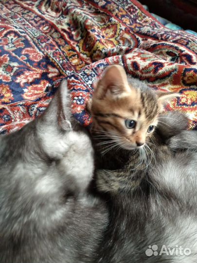 Кошка в дар бесплатно