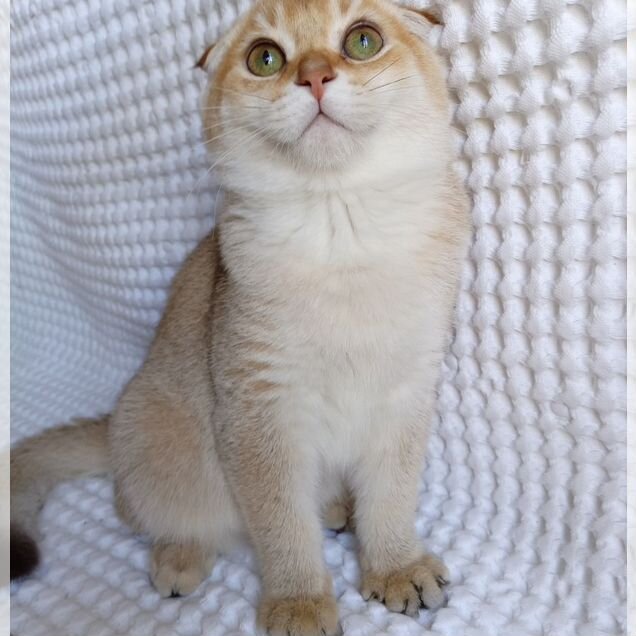 Шотландский вислоухий короткошёрстный котёнок
