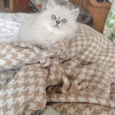Шотландский прямоухий длинношёрстный котёнок