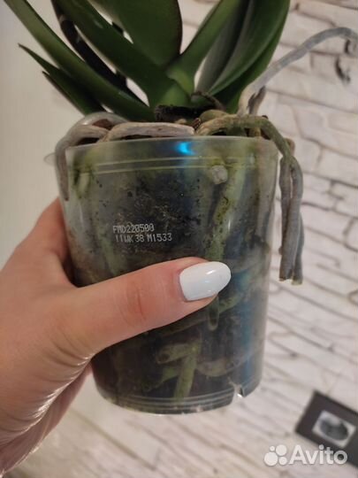 Орхидея фаленопсис