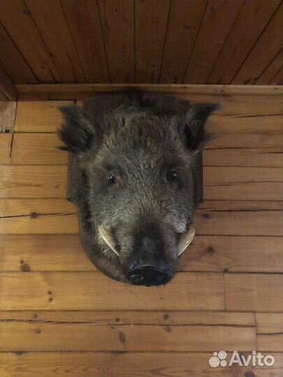 Чучело головы кабана