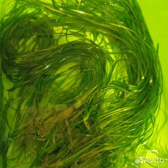 Аквариумные рыбки