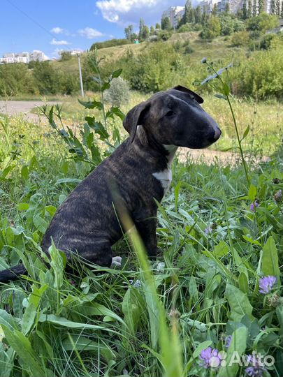 Девочка бультерьер стандарт