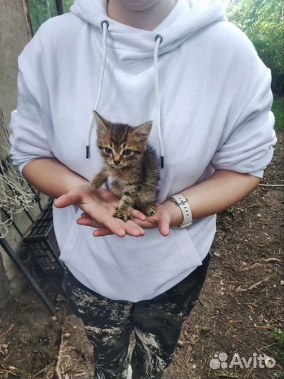 Котенок 2 месяца