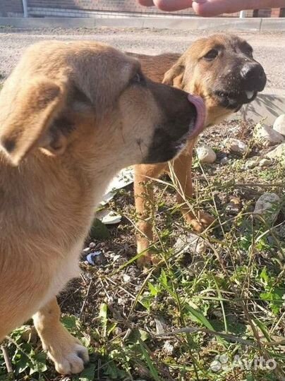 Щенки в дар