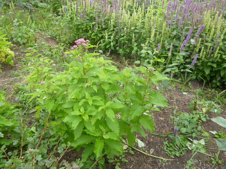 Участок 7 сот. (СНТ, ДНП)