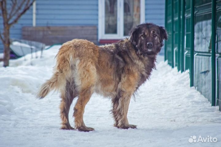 Отдам в добрые руки