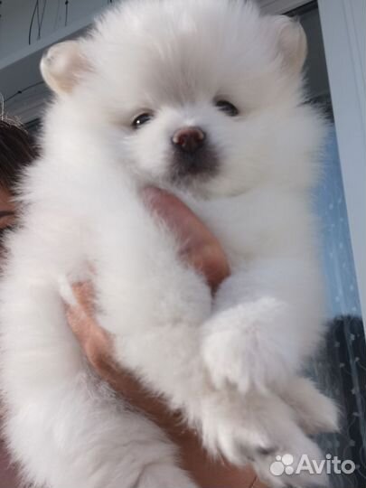 Щенки померанского шпица медвежьего типа
