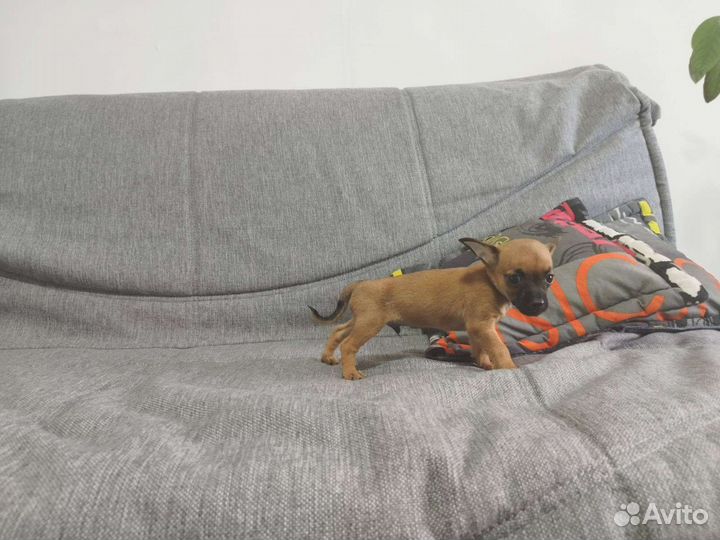 Чихуахуа, тойтерьеры, карликовые пинчеры Доставка