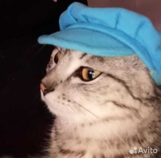 Ищем кошку для вязки