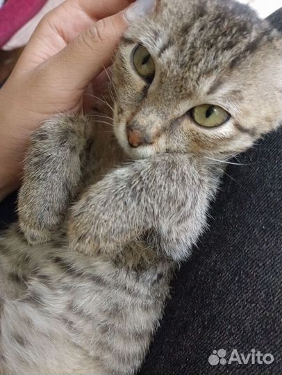 Котенок