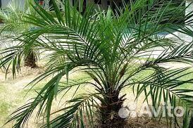 Агавы и пальмы