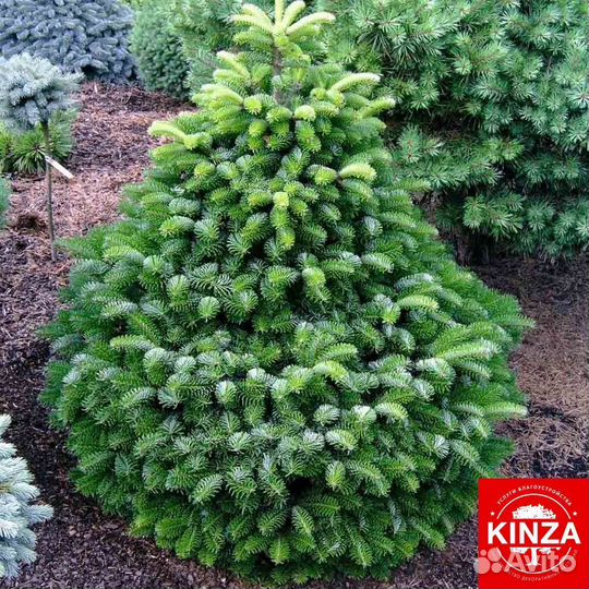 Пихта для сада