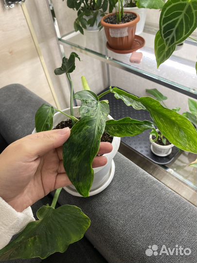 Филодендрон лайм фидл