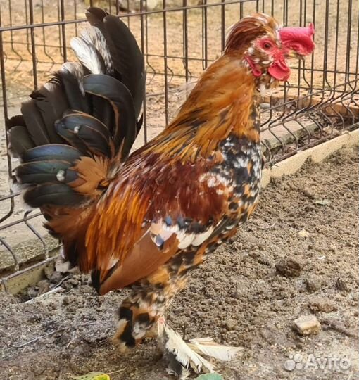 Алтайская бентамка петухи