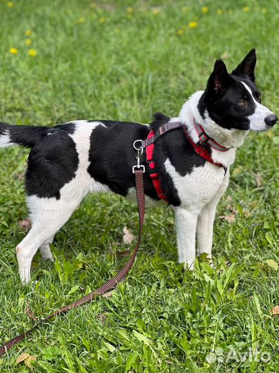 Собака из приюта ищет дом