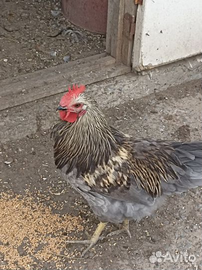 Молодые петухи