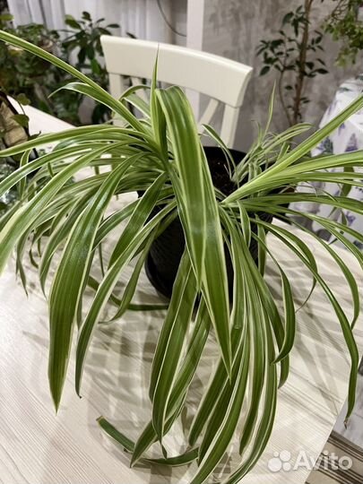 Хлорофитум