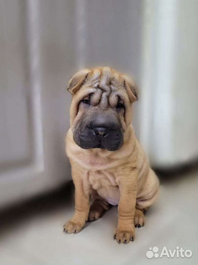 Собака шарпей